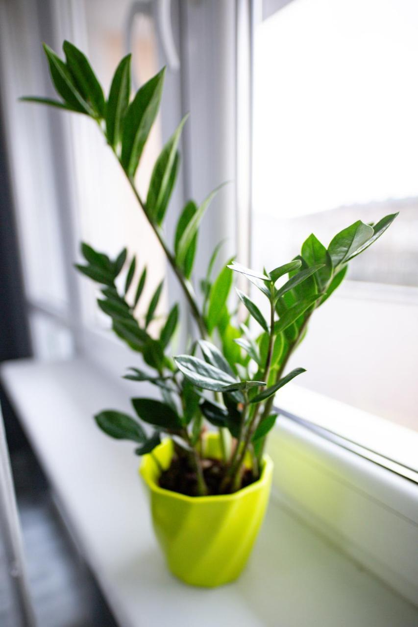 Apartament Owl Szczecin